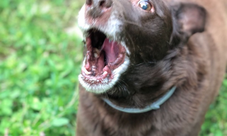 Ansia da separazione nel cane